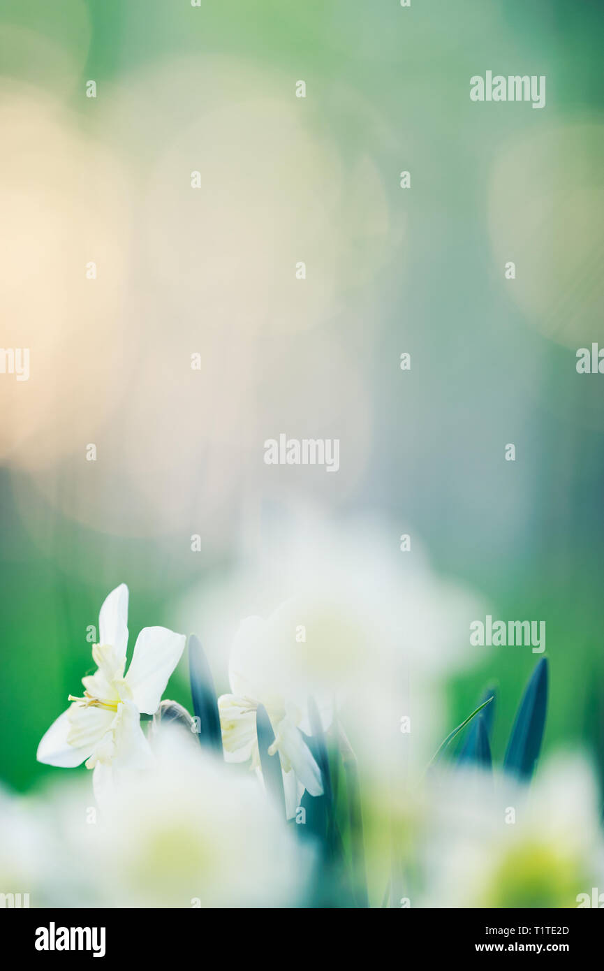 Narciso flores en un prado en primavera. Foto de stock