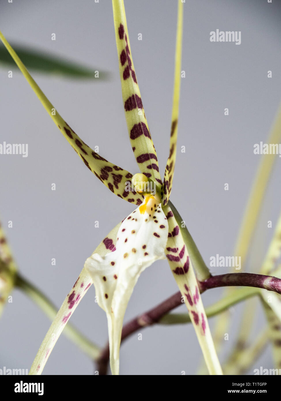 De cerca una sola flor de la orquídea Brassia Cacique Foto de stock