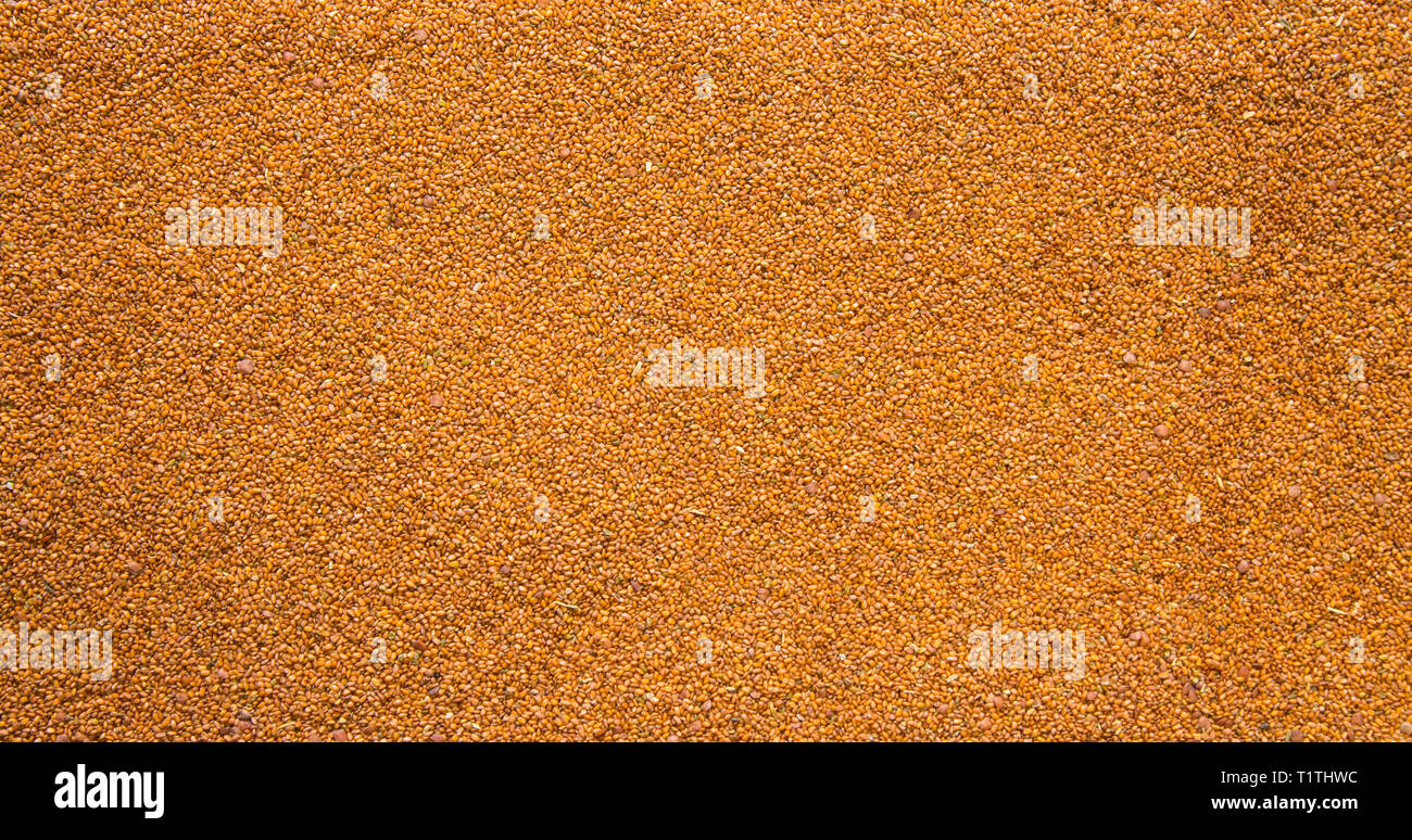 La textura de las muchas semillas de algas Foto de stock