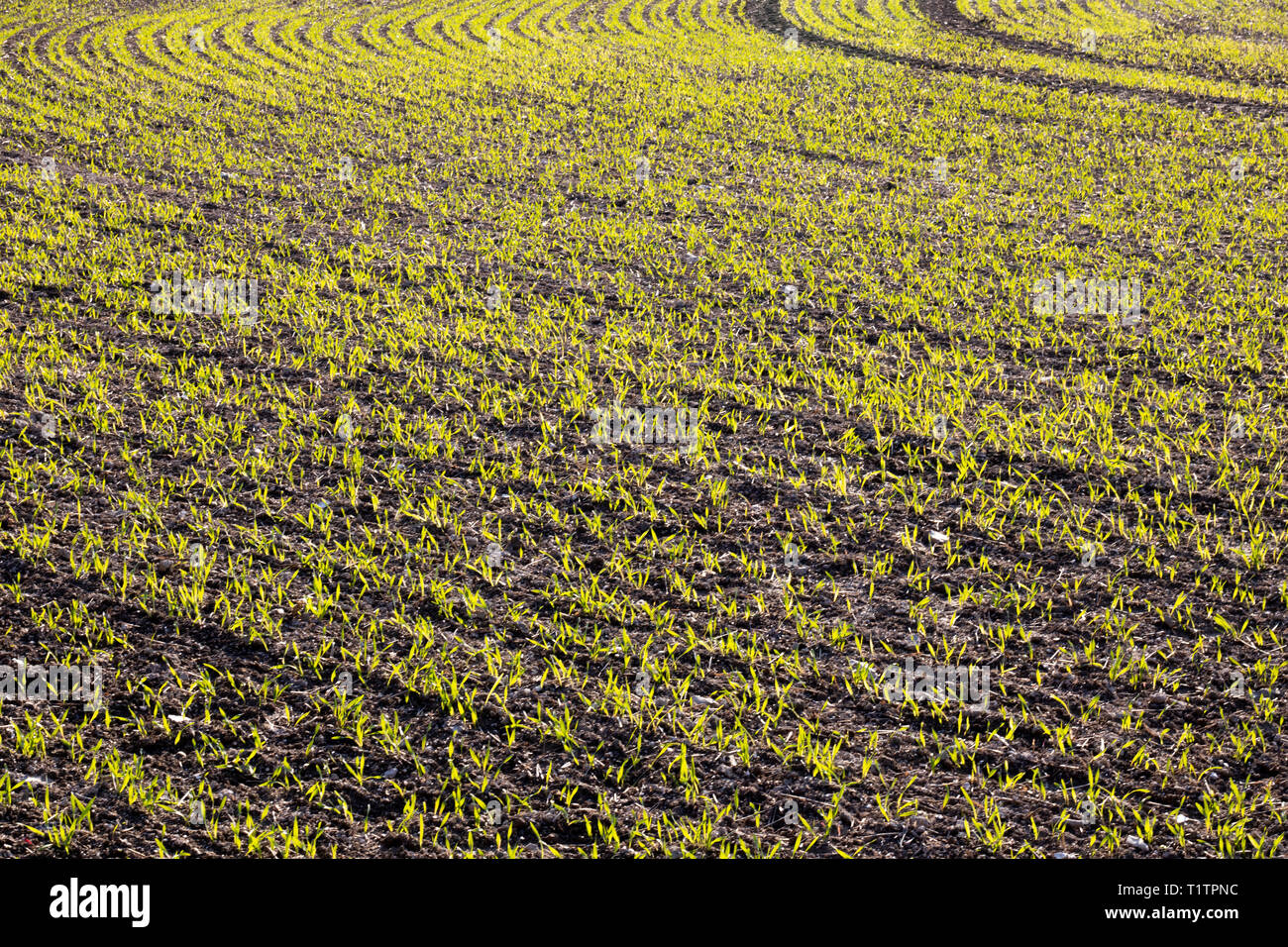 Cultivo de plástico negro fotografías e imágenes de alta resolución -  Página 6 - Alamy