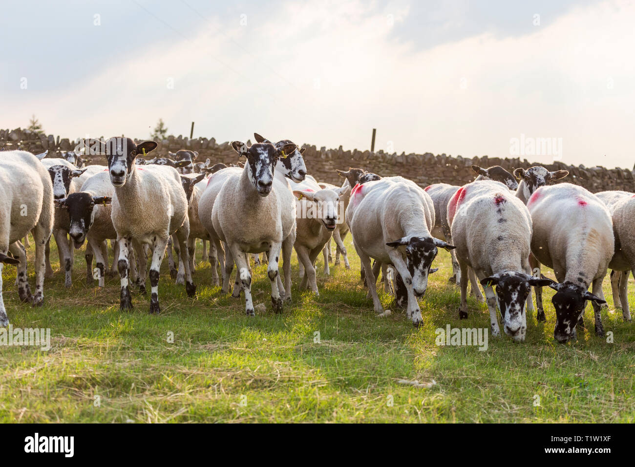 Mule ovejas cerca de Uplands Lancashire Foto de stock