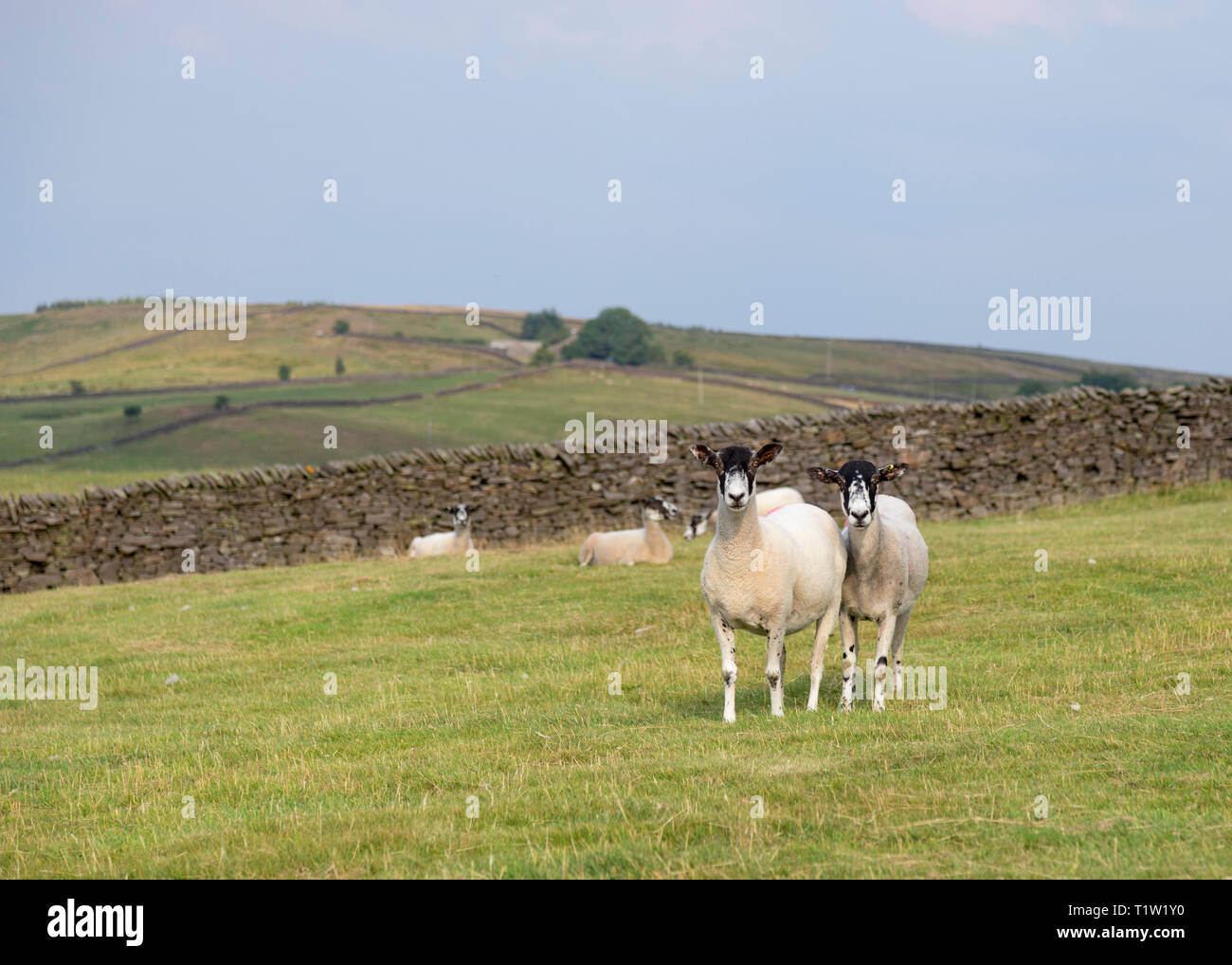 Mule ovejas granja Uplands Lancashire Foto de stock