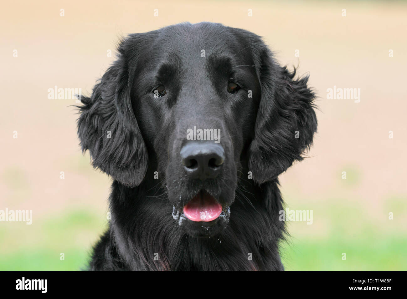 Retriever negro recubierto plana en campo, gundog / perro de raza originaria del Reino Unido Foto de stock