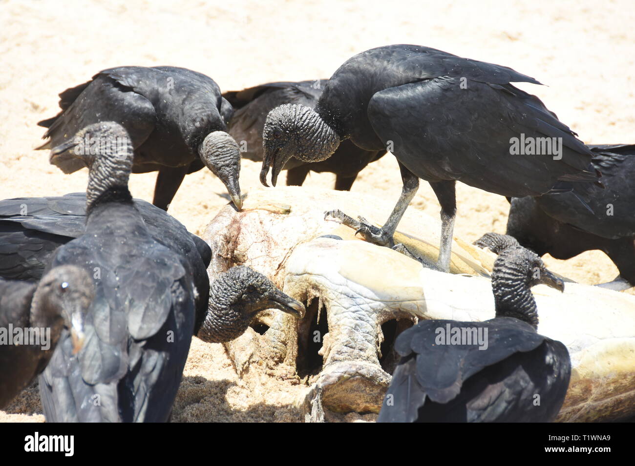 El buitre negro americano Coragyps atratus alimentándose de carroña en una playa Foto de stock