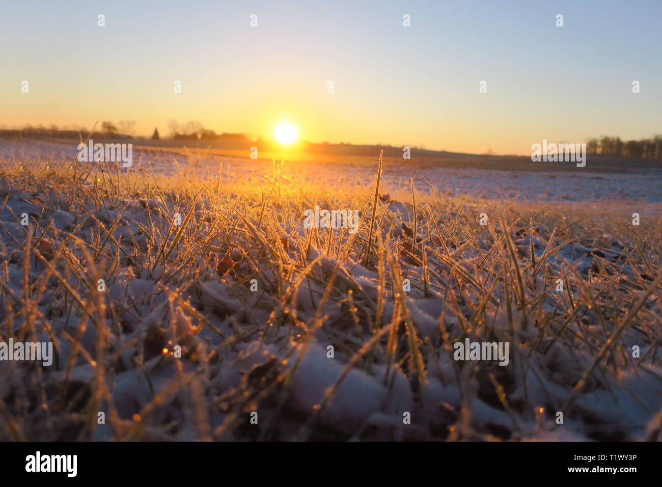 Snowy hierba iluminada por el sol de la mañana. Foto de stock