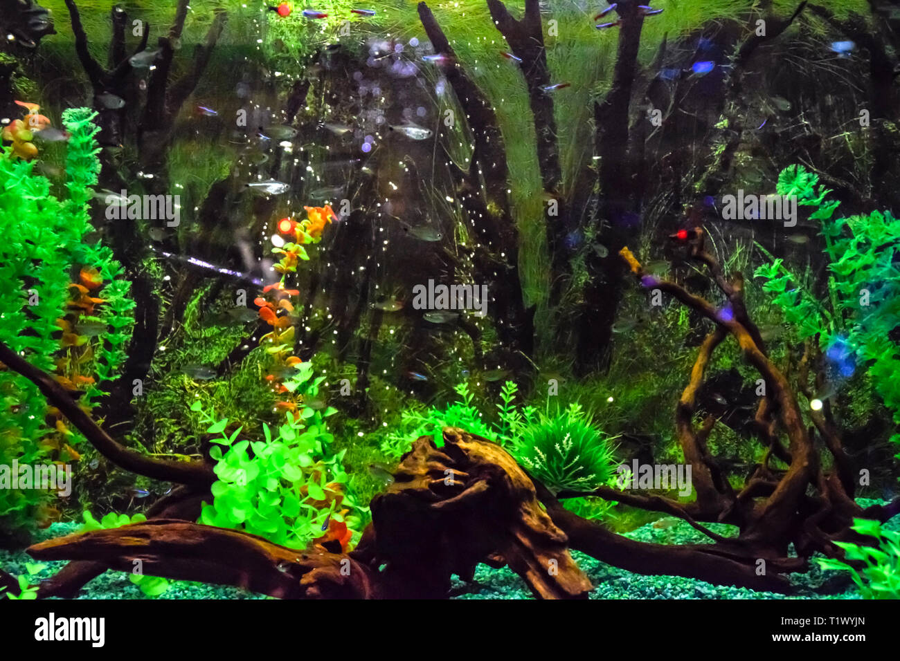 Montado En La Pared Acuario Con Peces Tropicales Y Algas Foto