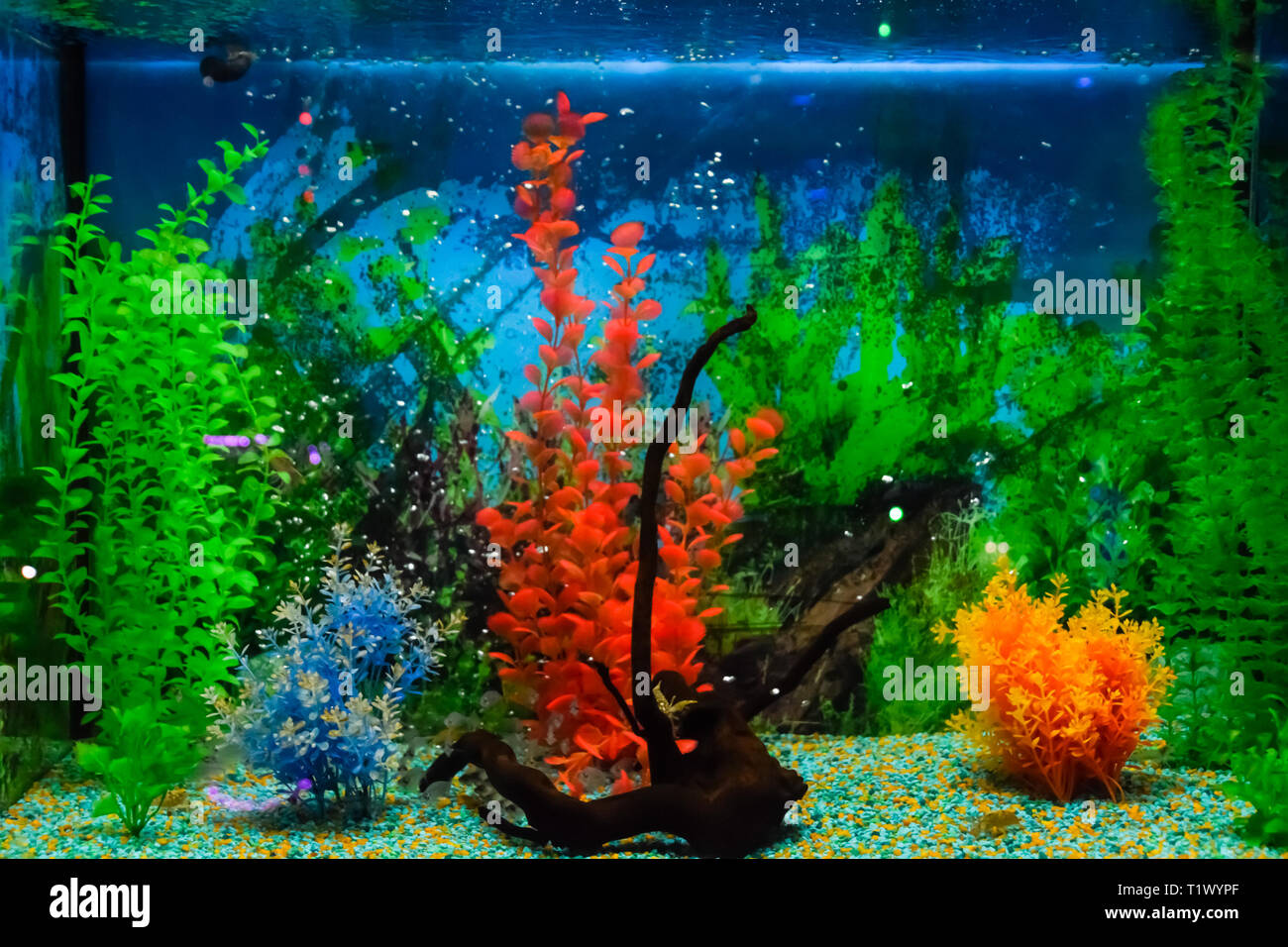 Montado En La Pared Acuario Con Peces Tropicales Y Algas