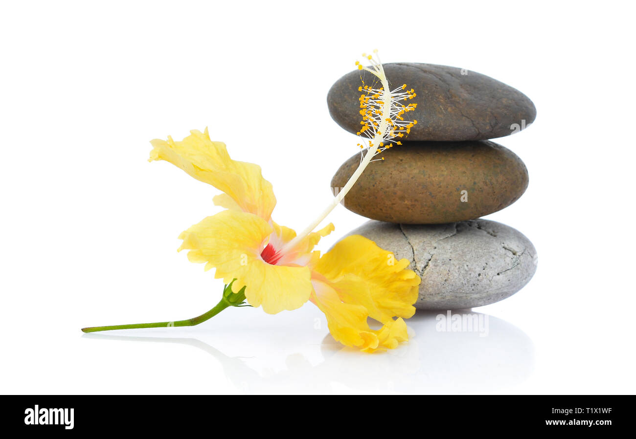 Flor de hibisco amarillo con piedras aisladas sobre fondo blanco. Foto de stock