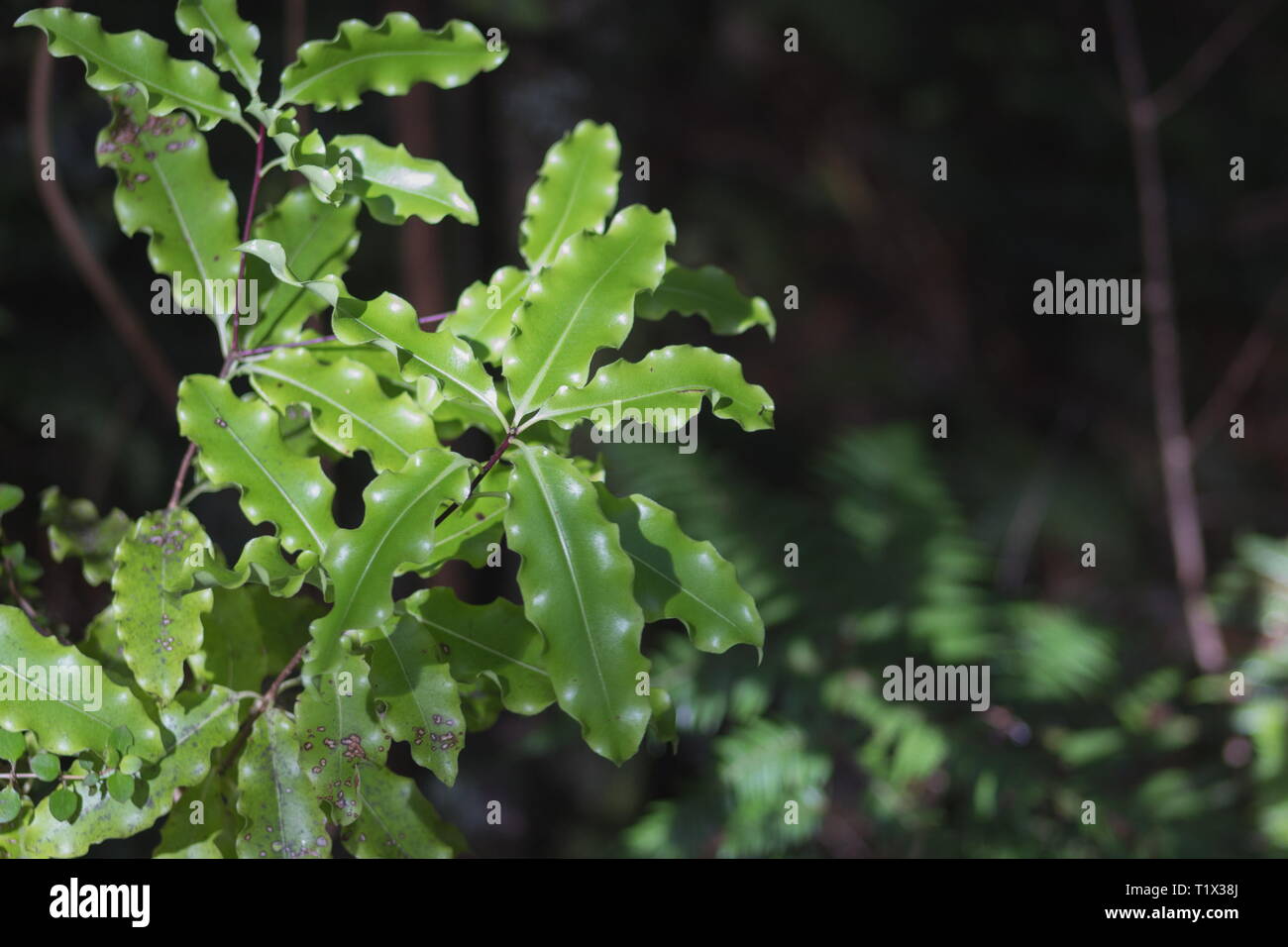 Closeup imagen de Myrsine australis hojas, comúnmente conocido como red matipo, mapou, mapau tipau mataira,, y, es una especie de arbusto en la familia Myr Foto de stock