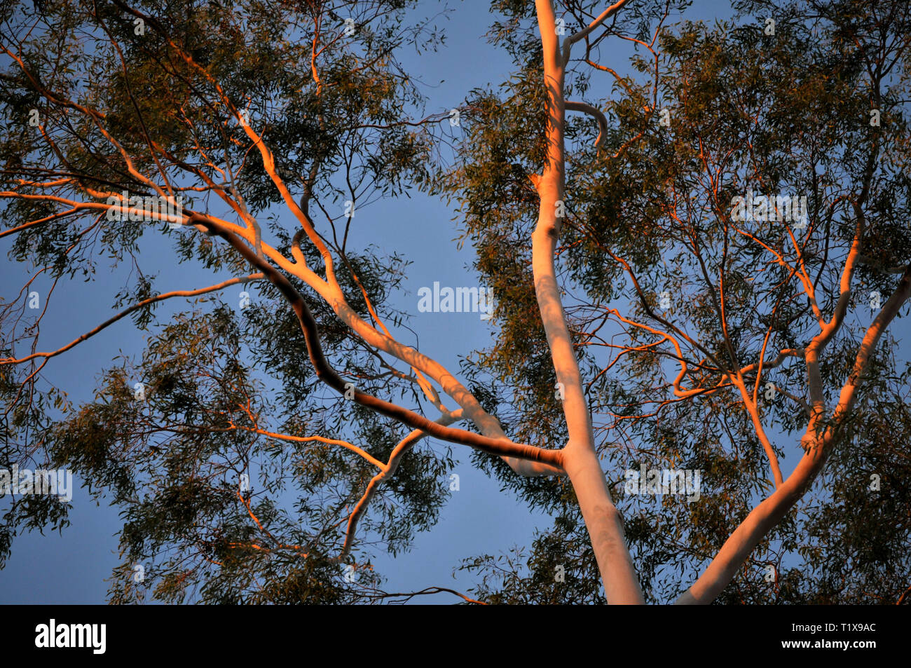 Una vista hacia arriba al atardecer, reflejo de los troncos blancos de un australiano Ghost gum tree, con el cielo azul de fondo. Foto de stock