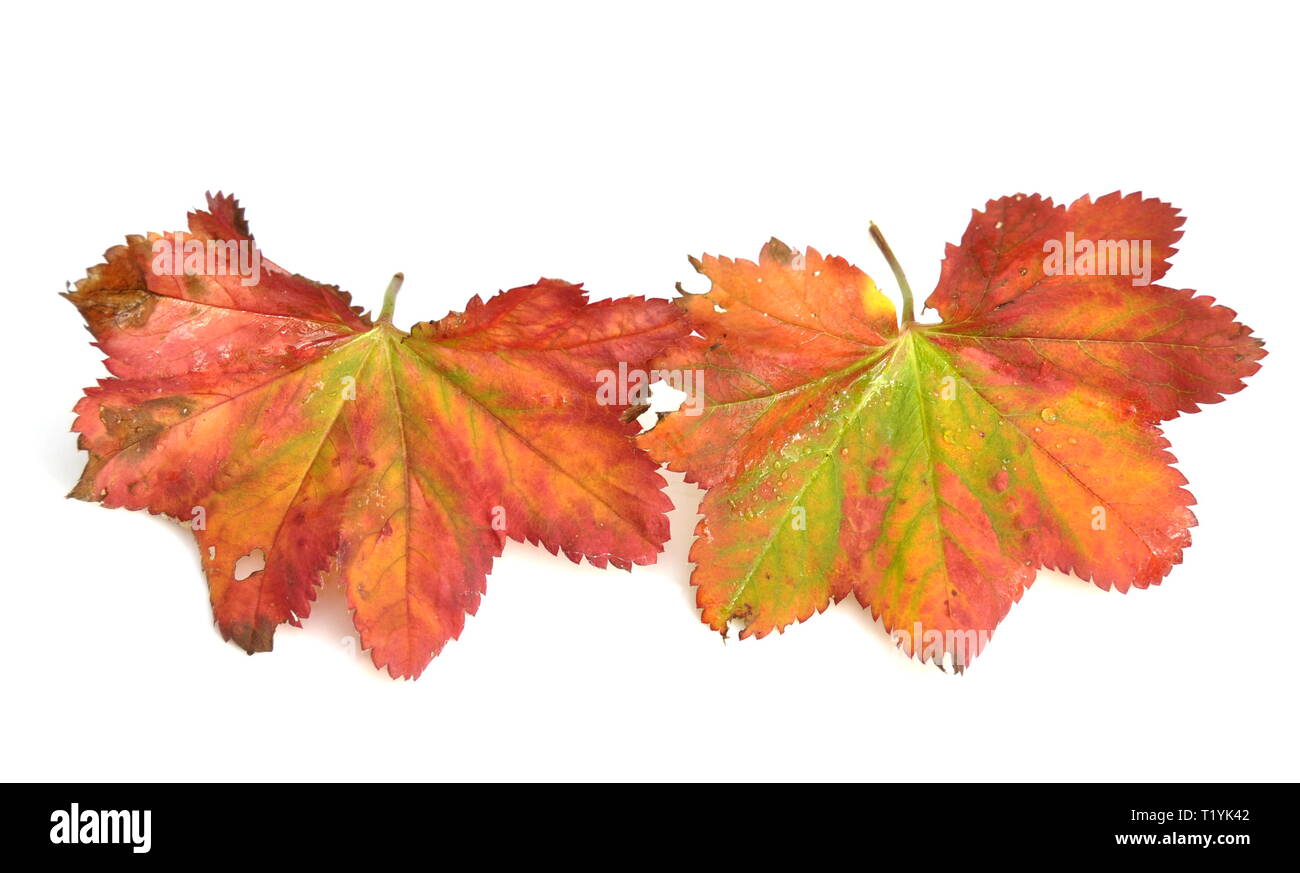 Colores de otoño las hojas de la planta Alchemilla aislado sobre fondo blanco. Foto de stock