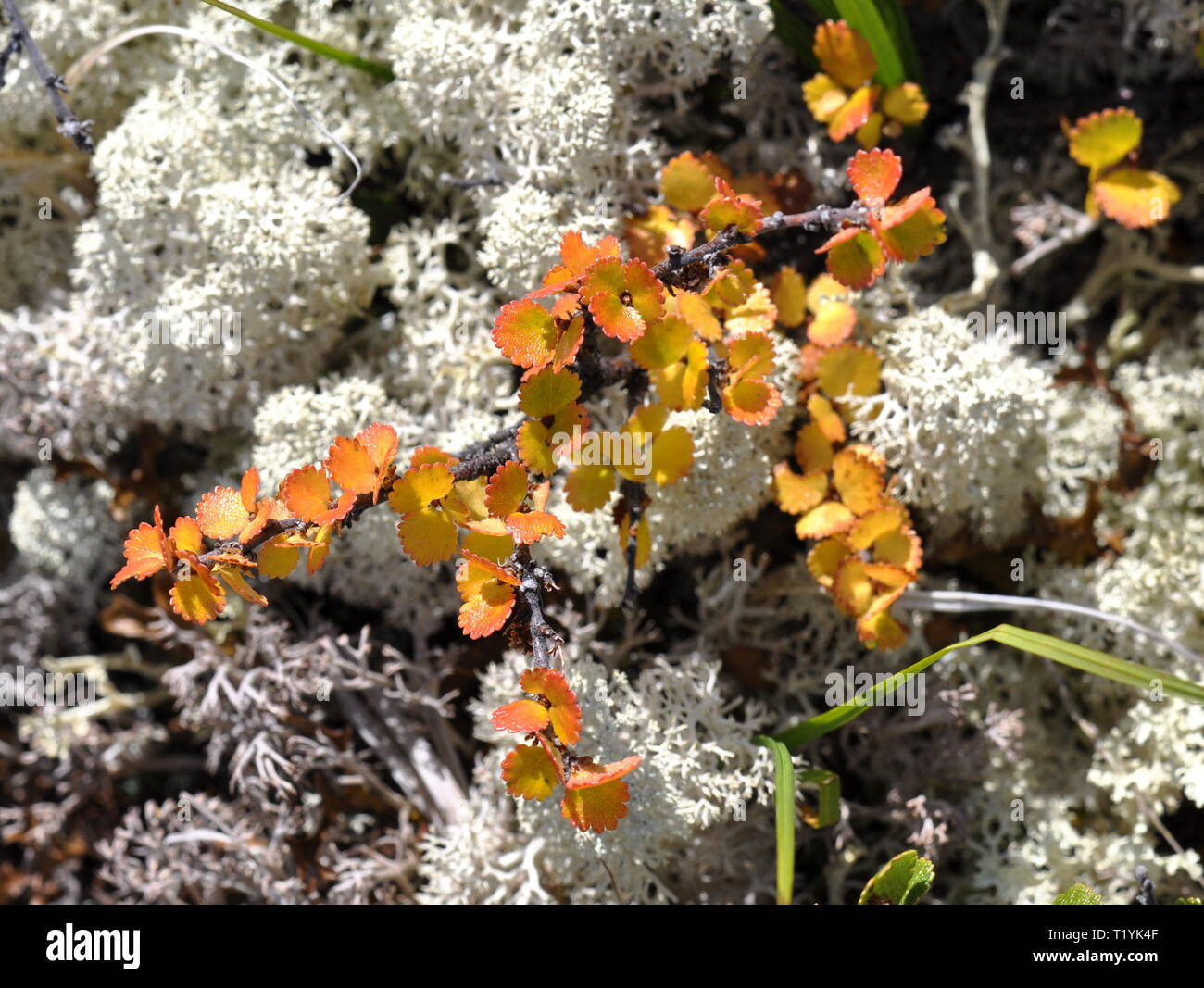 Abedul enano Betula nana en colores de otoño Foto de stock