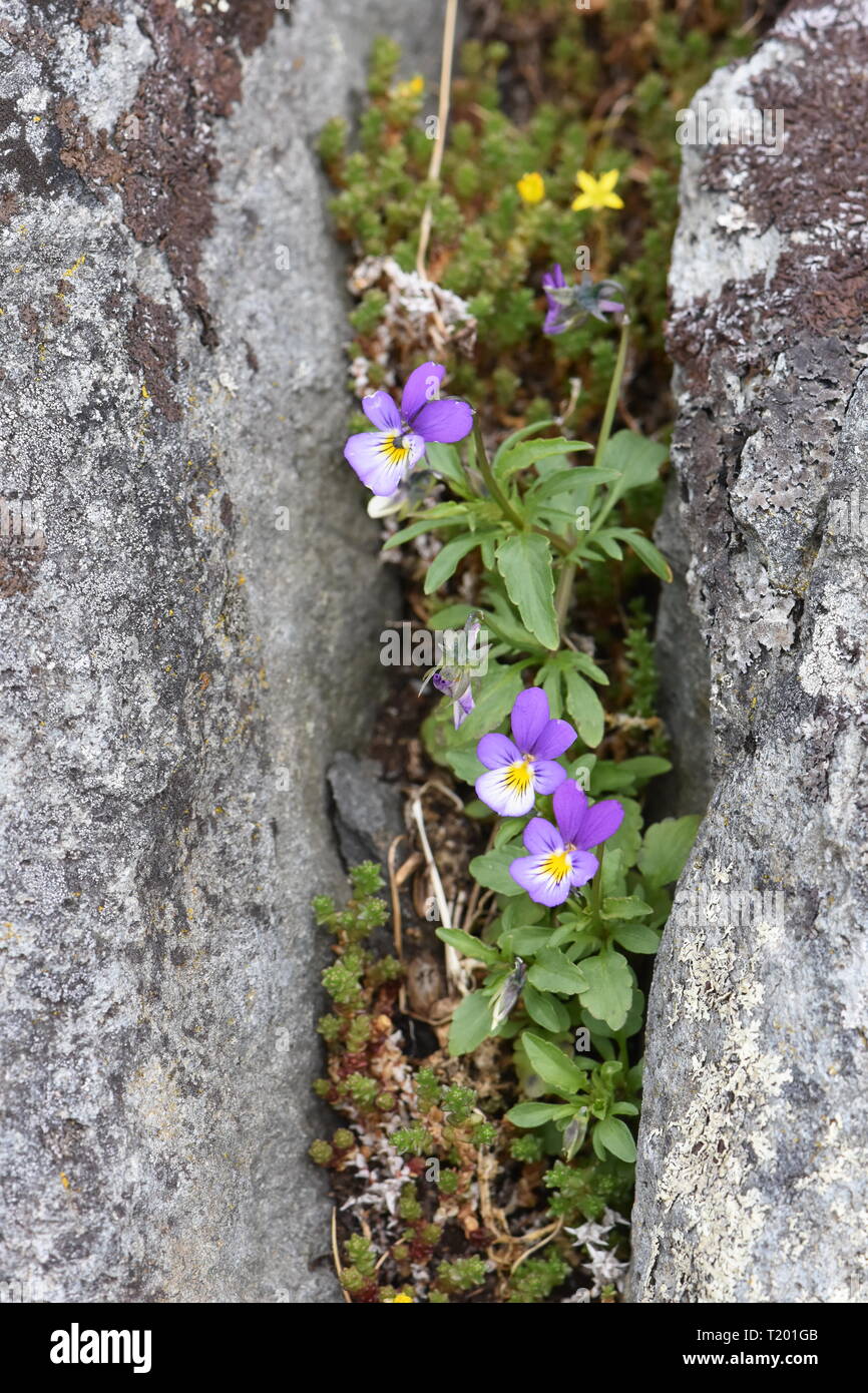 Pansy flores silvestres Viola tricolor que crece en una grieta entre rocas Foto de stock