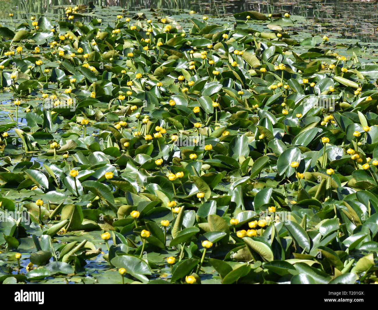 Nenúfar amarillo Nuphar lutea crecen en un pequeño estanque Foto de stock