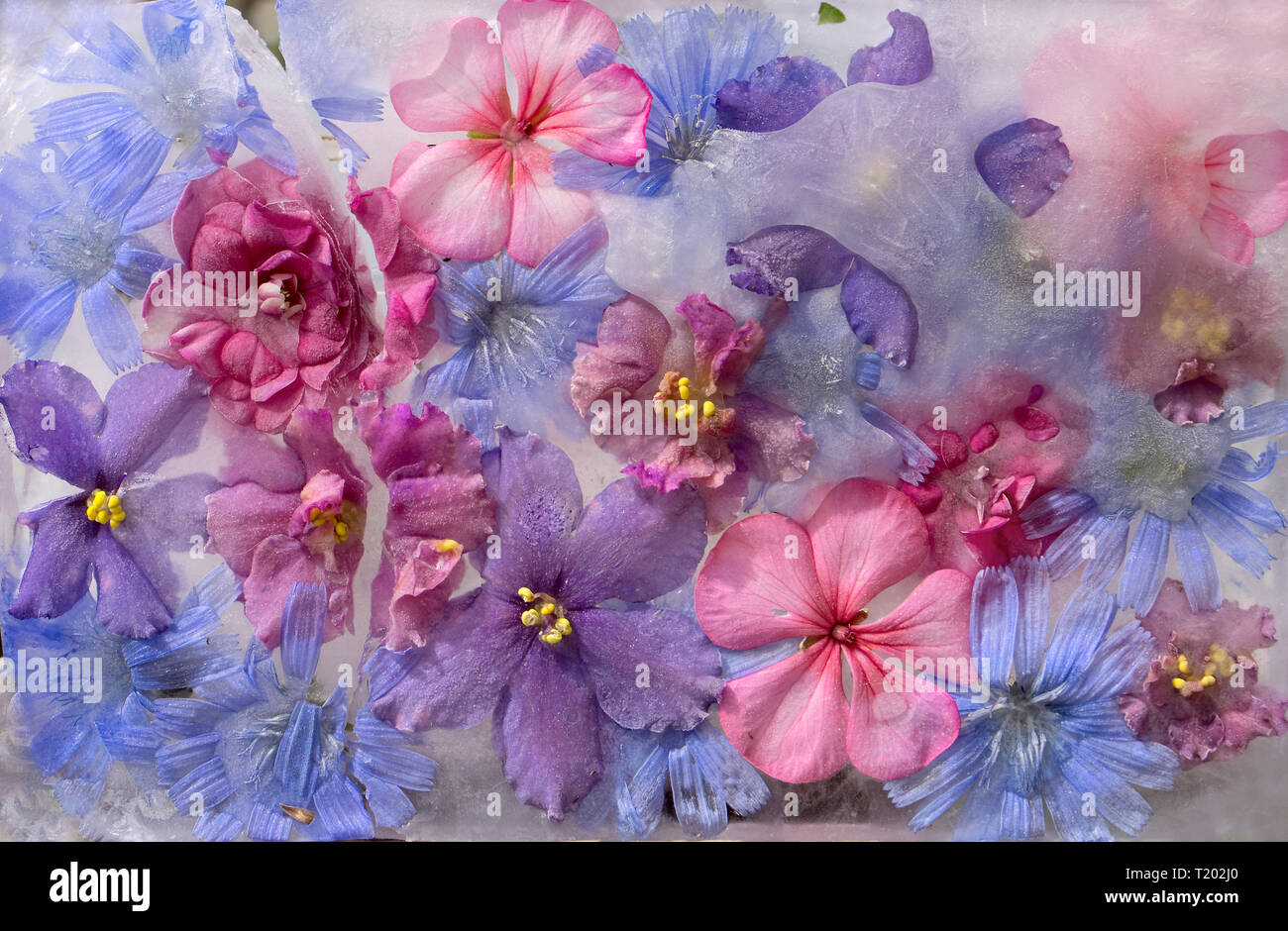 Fondo de violeta, balsamine, geranio, achicoria (succory) flor en cubo de hielo con burbujas de aire Foto de stock