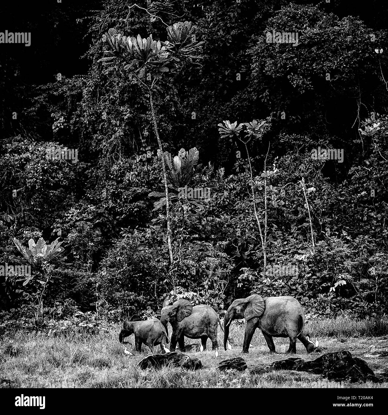 Un grupo de elefantes en Gabón. Foto de stock