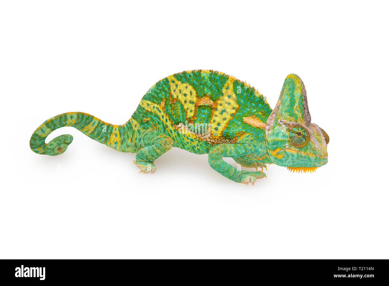 Cerrar vista de un hermoso colorido verde Chamaeleo calyptratus con su cola en espiral. Especies también llamado velado, de cabeza cónica o camaleón del Yemen. Foto de stock