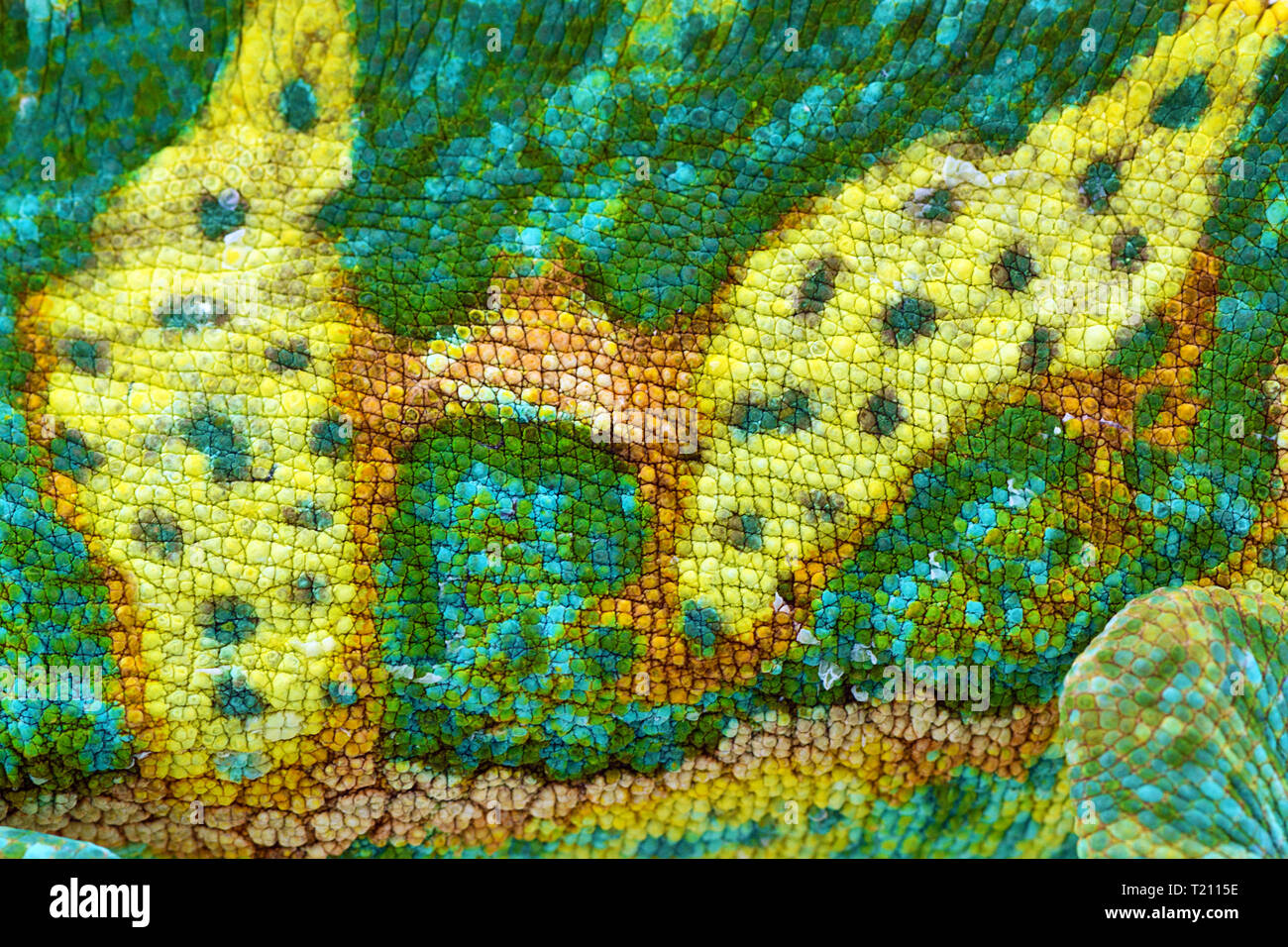 Cerrar vista de hermoso colorido Chamaeleo calyptratus verde texturel la piel. Especies también llamado velado, de cabeza cónica o camaleón del Yemen. Foto de stock