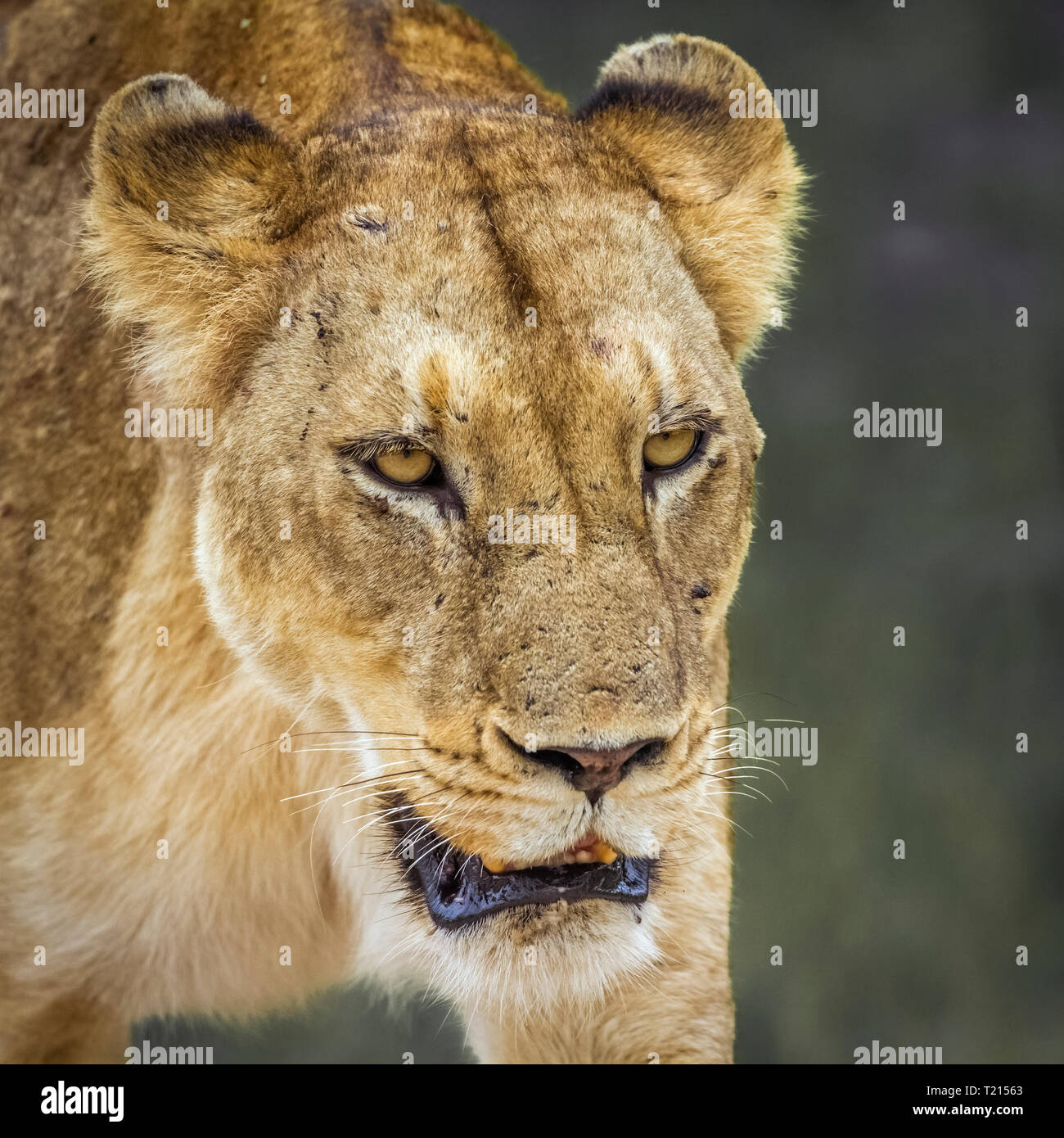 Retrato de león africano en el Parque Nacional Kruger, Sudáfrica ; especie Panthera leo de la familia Felidae. Foto de stock