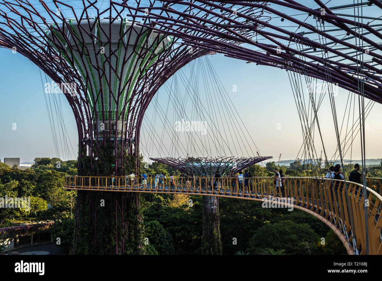 Supertree Grove, Singapur Foto de stock