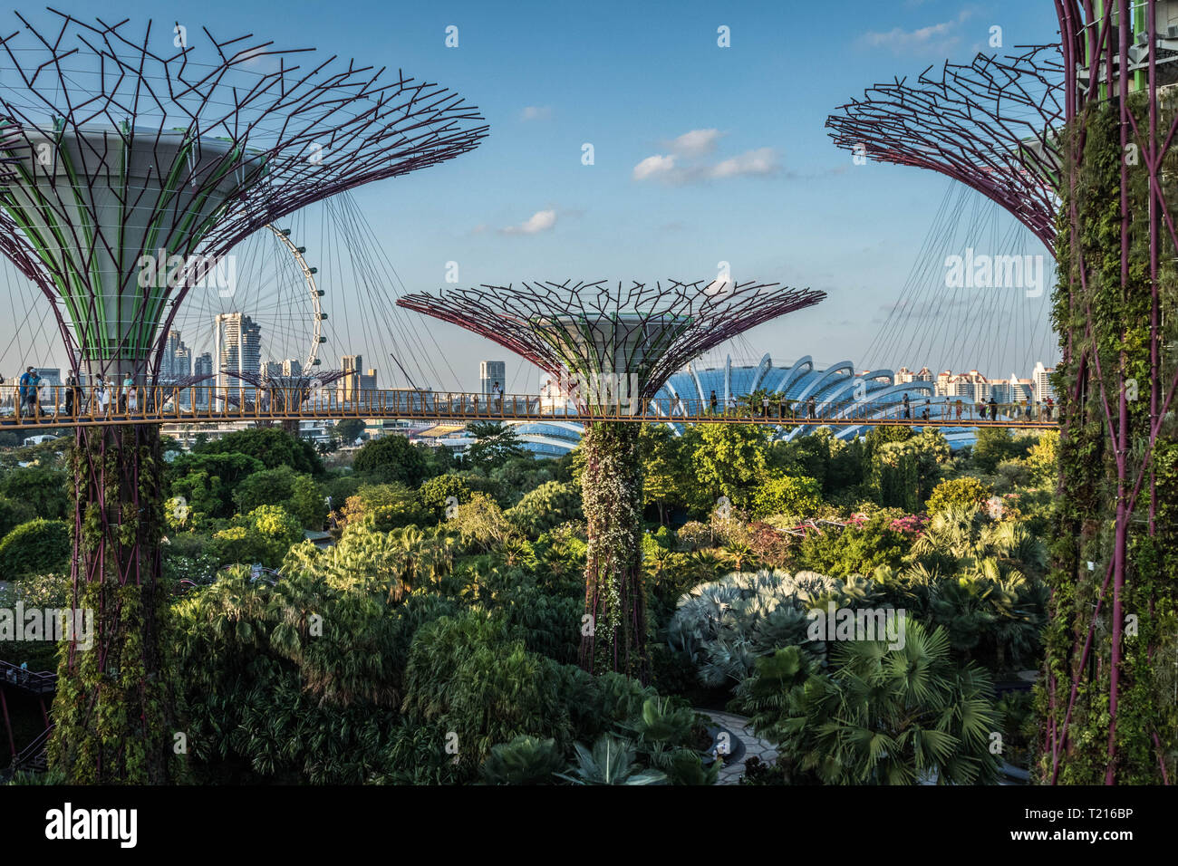 Supertree Grove, Singapur Foto de stock