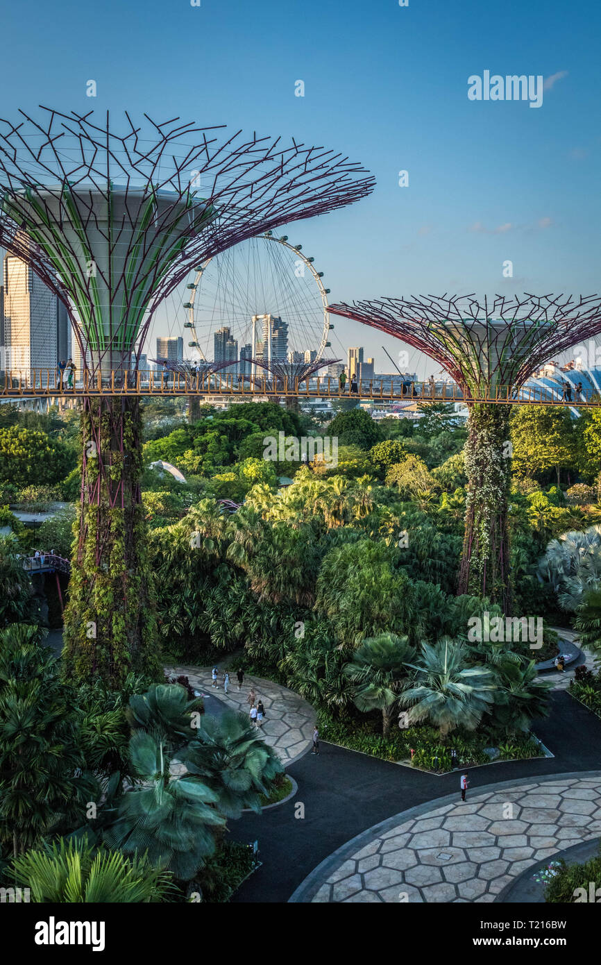 Supertree Grove, Singapur Foto de stock
