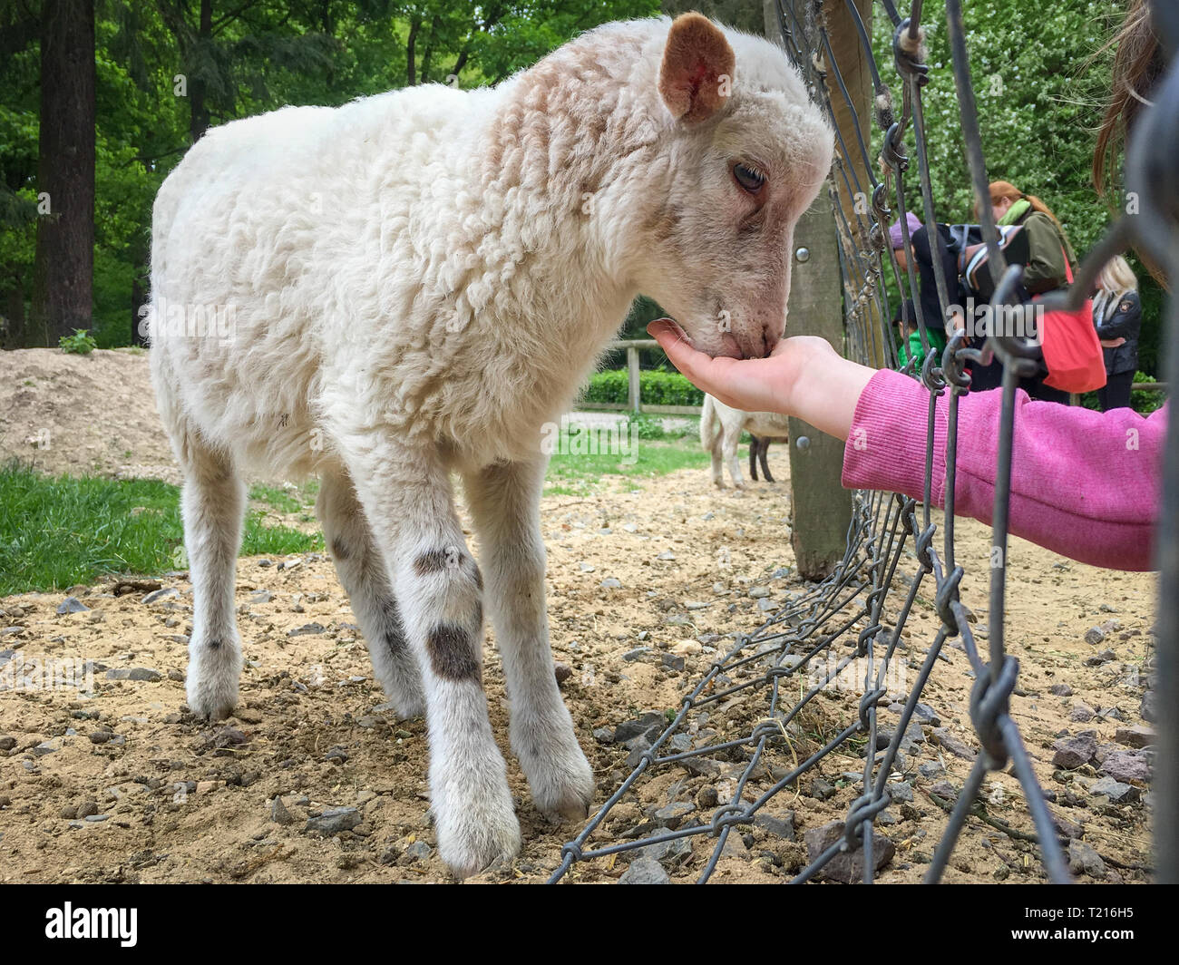 Una chica alimentando un lindo cordero con su mano abierta a través de una valla en un zoológico Foto de stock