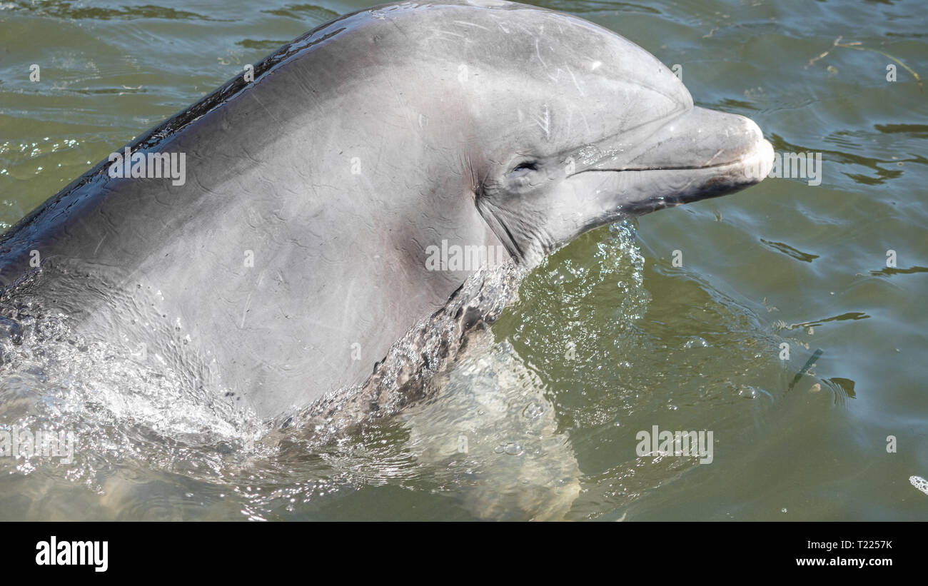 Centro de Investigación de delfines Maratón, FL EE.UU. El 22 de marzo de 2019 Foto de stock