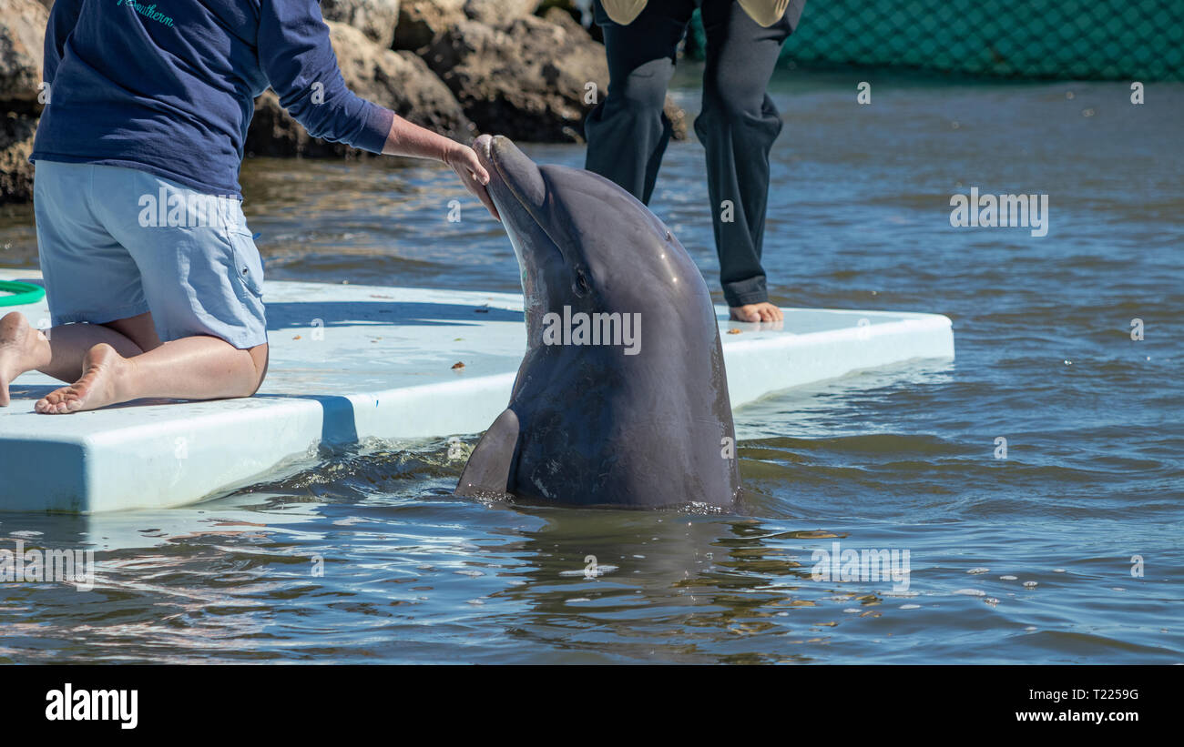 Centro de Investigación de delfines Maratón, FL EE.UU. El 22 de marzo de 2019 Foto de stock