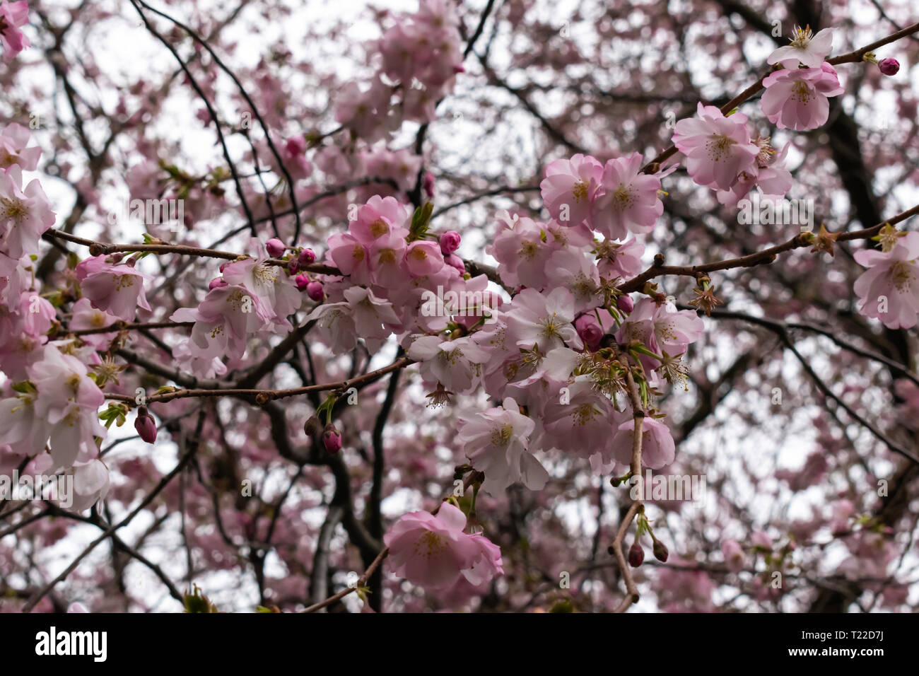 Flores De Cerezo Japones Prunus Serrulata La Brotacion Y Arbol En Flor A Principios De La Primavera El Comienzo De Una Nueva Vida Y Crecimiento Naturaleza Relajante Fotografia De Stock Alamy