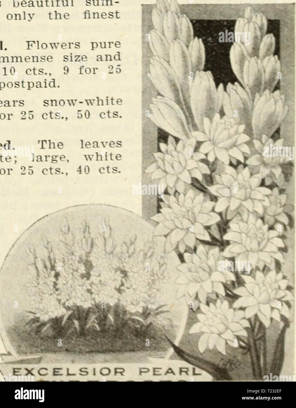 Natural floristerías Rafia 150 g de 1m de longitudes Blanco