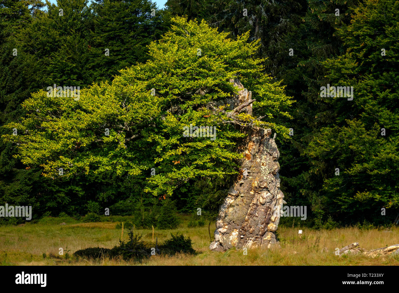 Alemania, Baviera, Baja Baviera, cerca de Frauenau Schachten, Bosque Bávaro, Hochschachten, nudosas tree Foto de stock