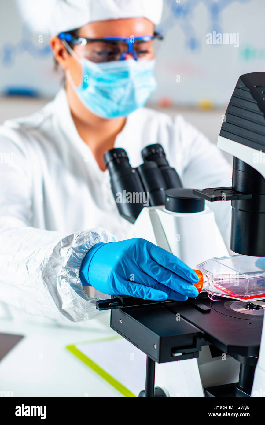 Ingeniero de biotecnología inspeccionando matraces de cultivo celular. Foto de stock