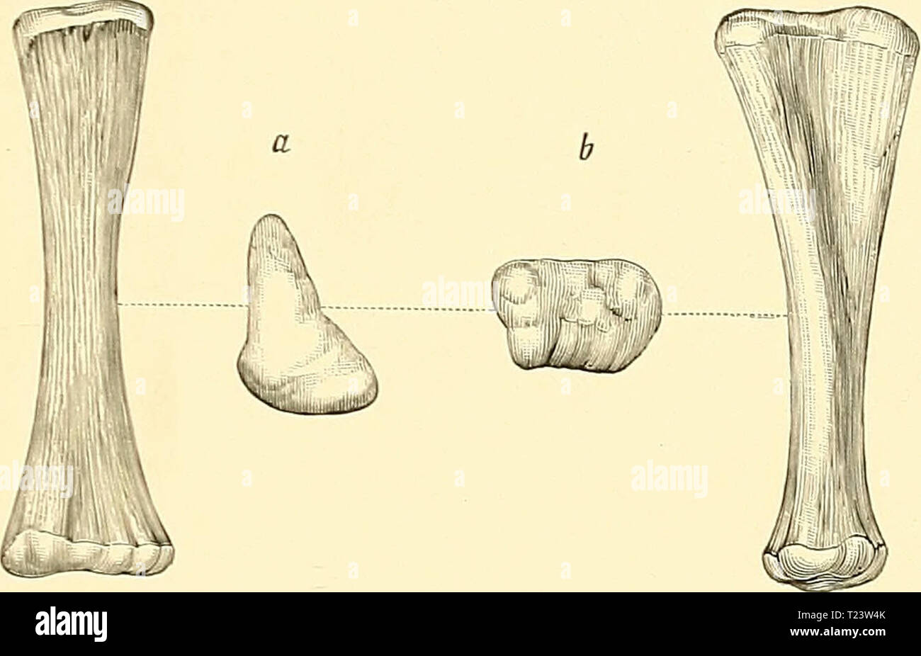 Imagen de archivo de la página 280 de los dinosaurios de América del