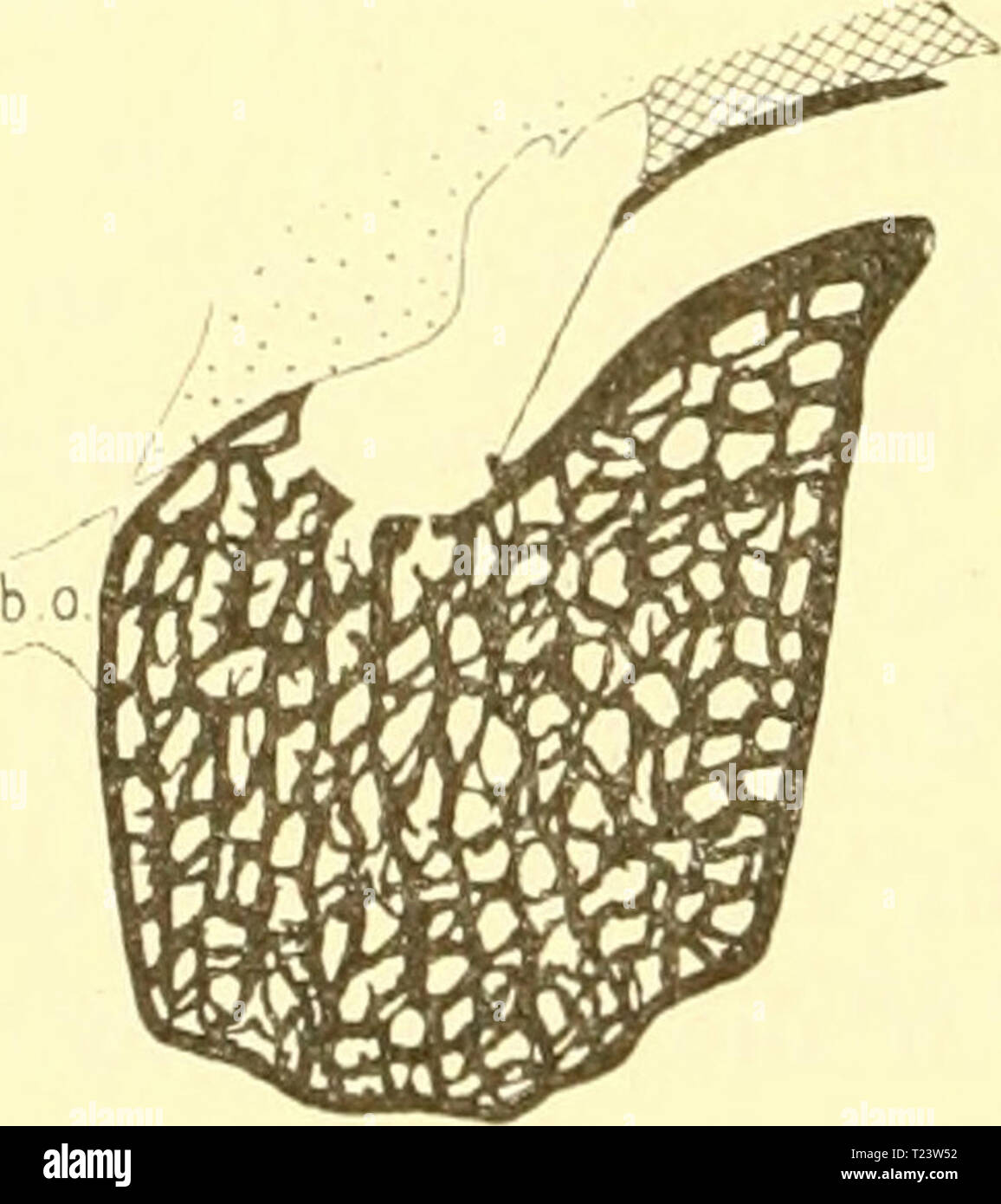Imagen de archivo de la página 281 de Die Tympanalgegend des Säugetierschädels Die Tympanalgegend des Säugetierschädels / von P.N. van Kampen dietympanalgegen00kamp Año: 1905 594 P. N. van Kampen PaukeiiJiöJile. Die Bulla ist immer hohl, nie mit schwammigem Knocheuge- webe gefüllt (Scott, 1890, S. 377). Hyoidbogeii und Facialiskanal. En auch das scheint Tympanohyale cerquero Lage (s. S. 592) nicht von dem gewöhnlichen Iuminantia abzuweichen Zustande der. Scott (1894) für Mesoreodon beschreibt es als "un corto, stout drical cylin- bar". Das. stylomastoideum hat dieselbe Lage Wie bei den Hir- sche Foto de stock
