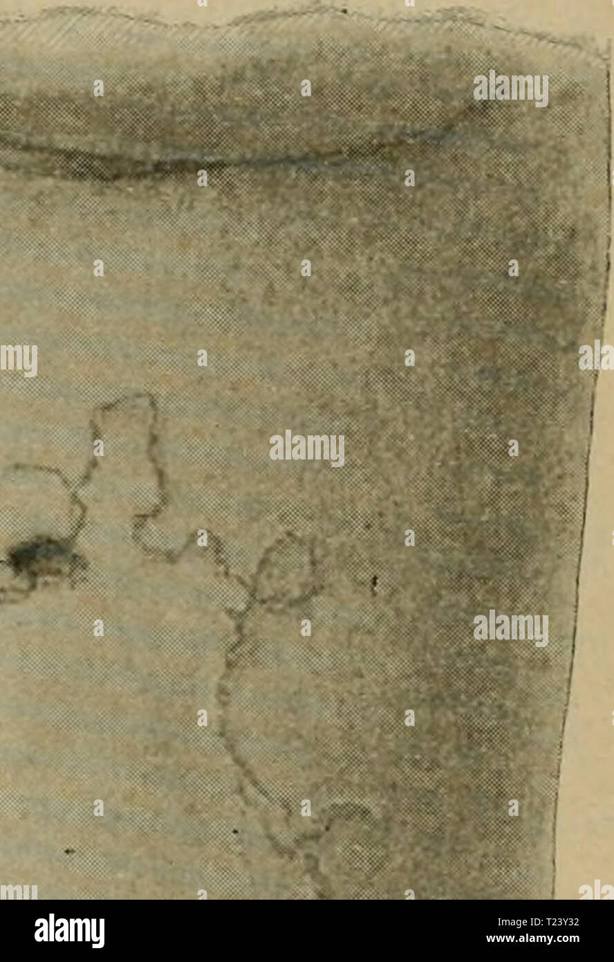 Imagen de archivo de la página 372 de Die vergleichende Pathologie der Haut Foto de stock