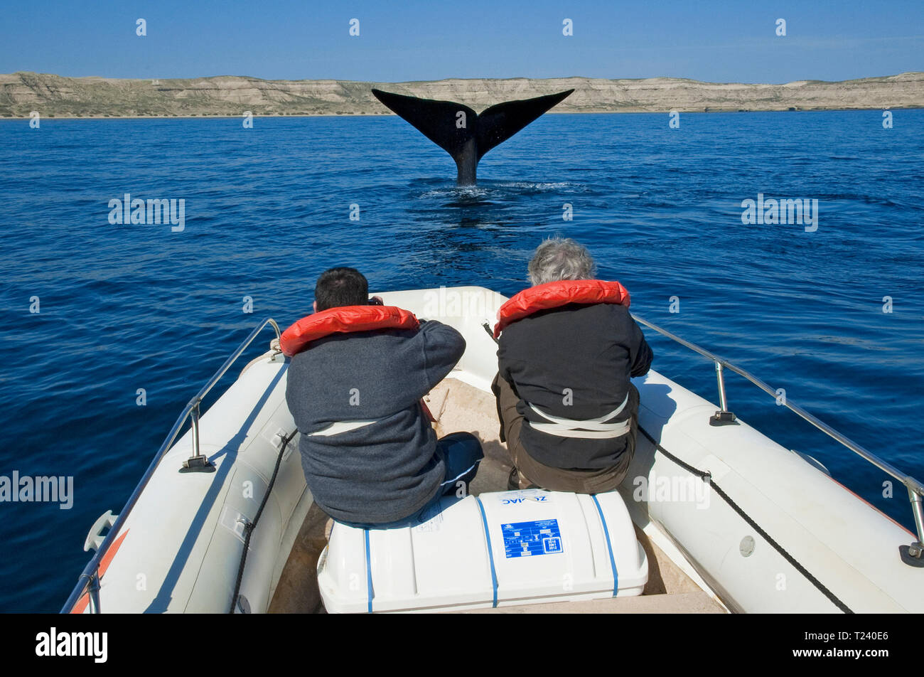 Whale Watcher descendente a una ballena franca austral (Eubalaena australis), muestra su fluke, Península Valdés, Patagonia, Argentina Foto de stock