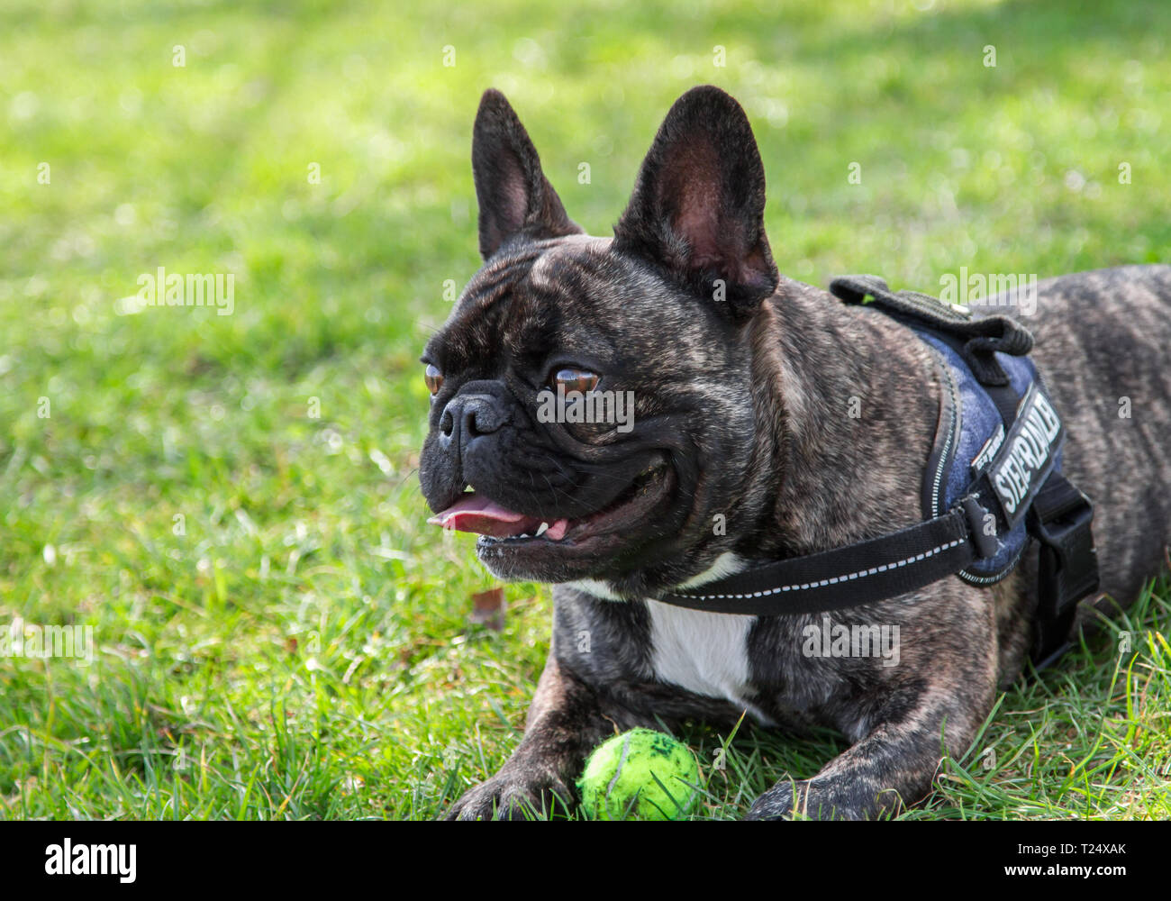 Bulldog Francés panting Foto de stock