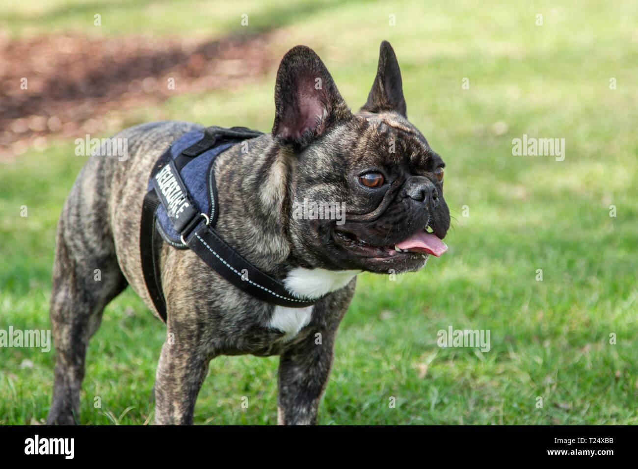 Bulldog Francés panting Foto de stock
