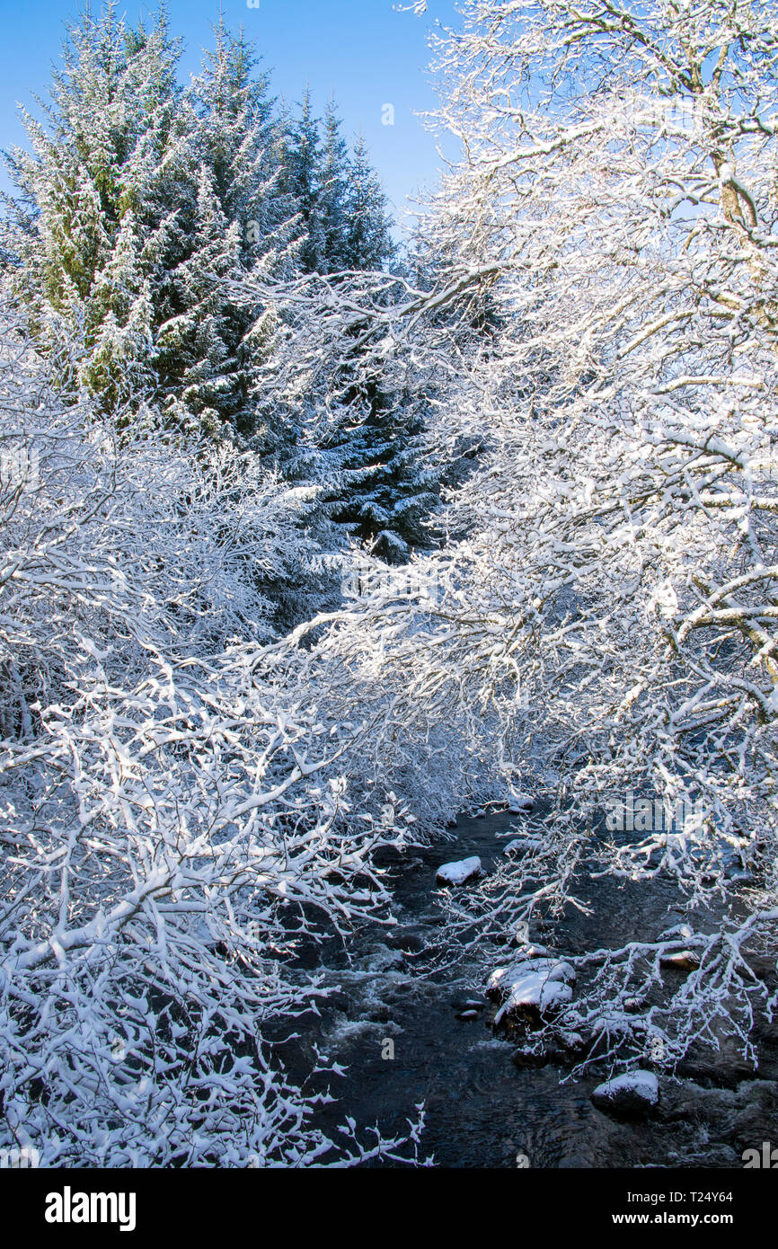 Árboles cubiertos de nieve y río, Escocia, Reino Unido Foto de stock