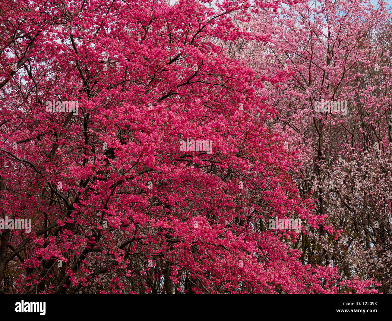 Flores de cerezo rosa fotografías e imágenes de alta resolución - Alamy