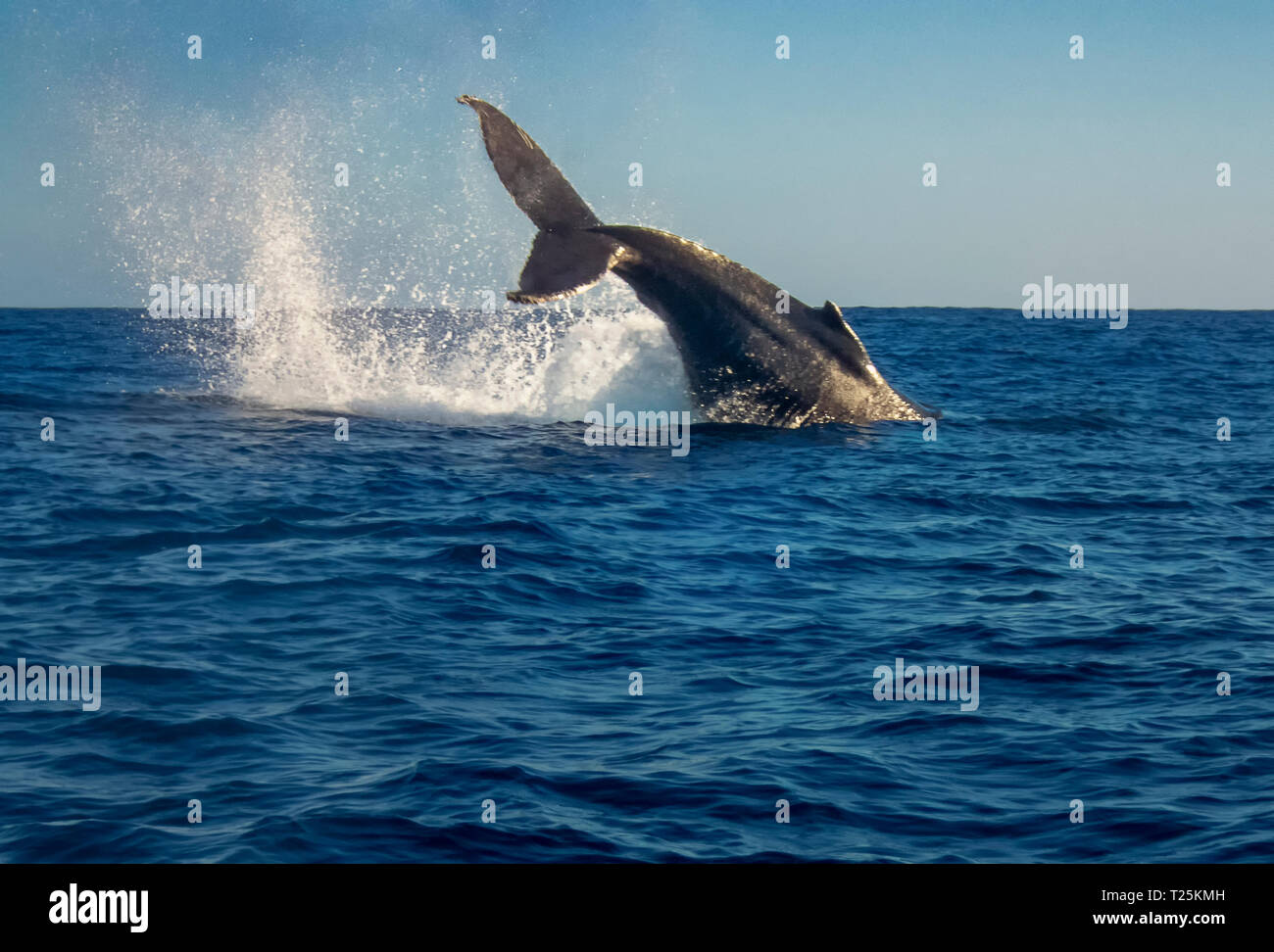 La ballena jorobada (Megaptera novaeangliae) Foto de stock