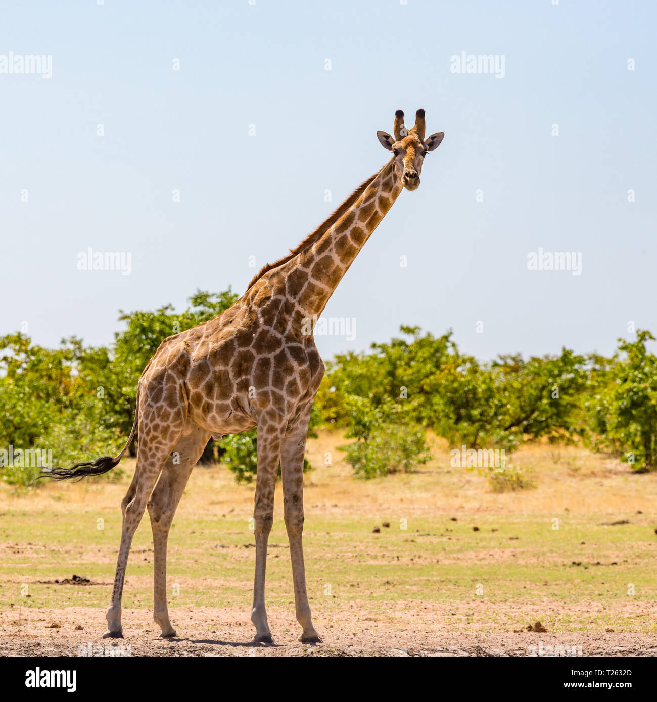 Una jirafa macho natural de pie en la sabana con arbustos, Sunshine Foto de stock