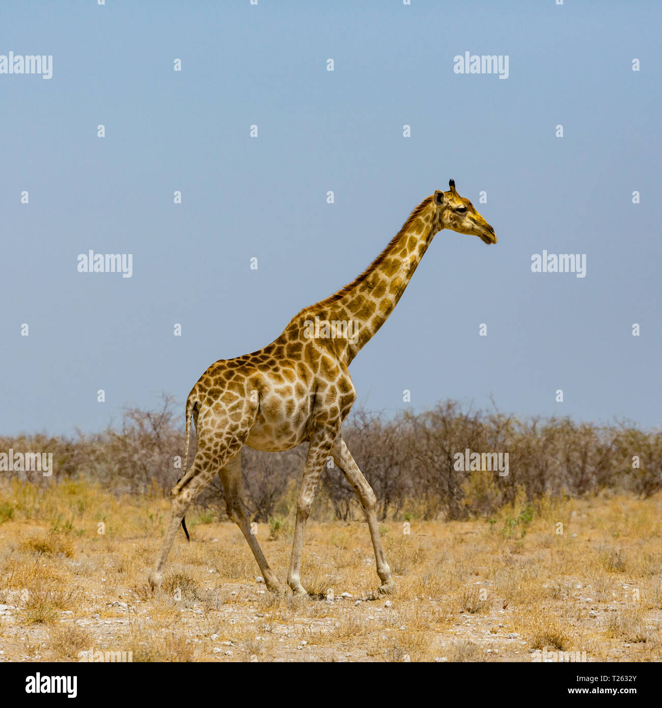 Una jirafa macho natural caminando por la sabana, cielo azul Foto de stock