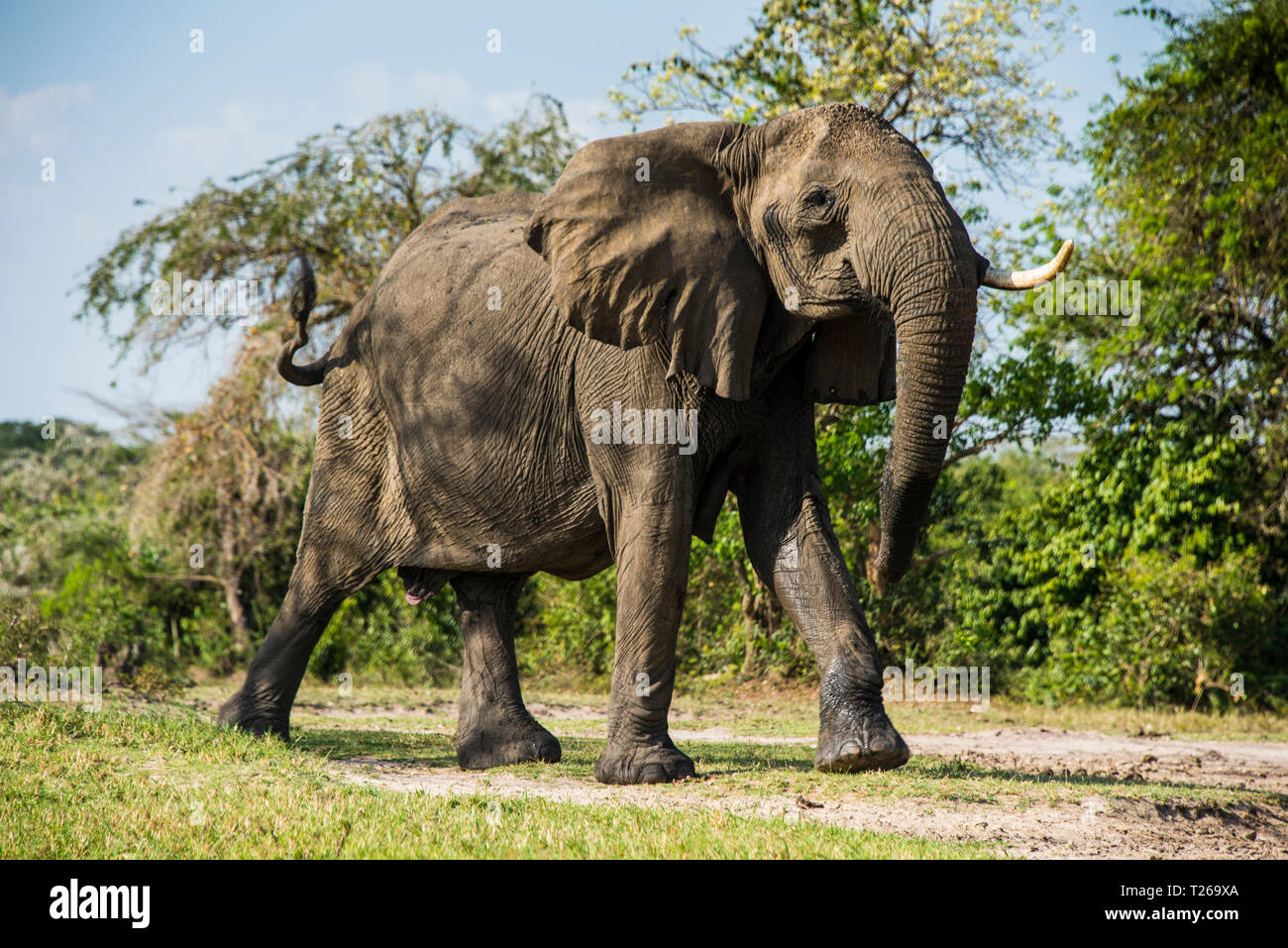 África, Uganda, el elefante africano, Loxodonta africana, Parque Nacional de Murchison Falls Foto de stock