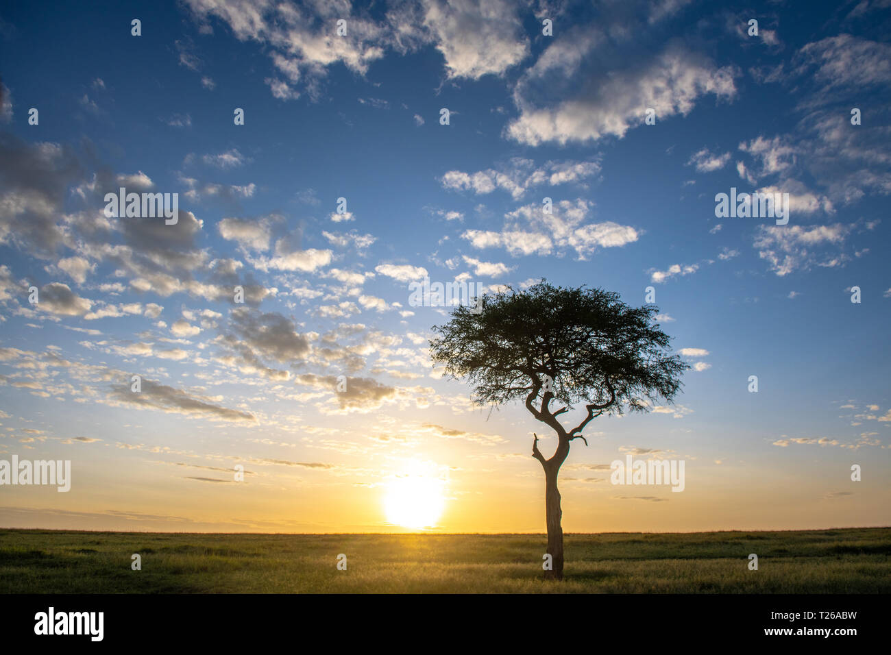 El sol se levanta en el horizonte como una singular árbol Acaci destaca en el paisaje, Reserva Nacional Maasai Mara, Kenya, Africa. Foto de stock