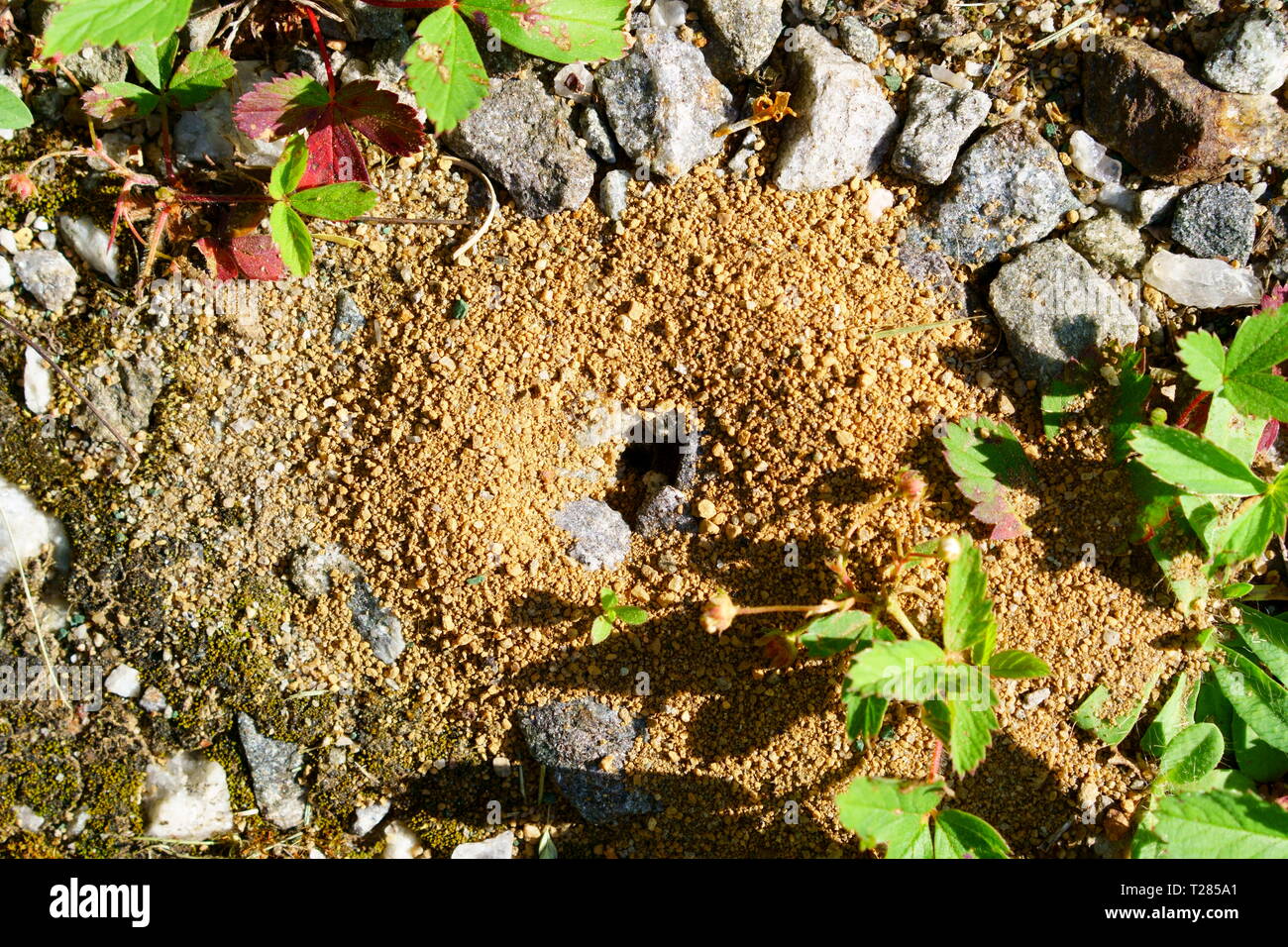 Nidos de hormigas en el patio. Foto de stock