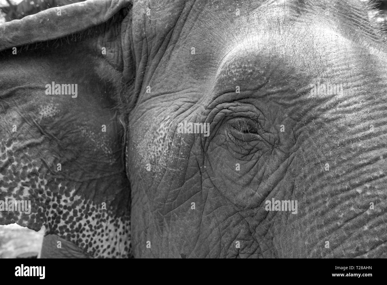 Cierre los ojos del elefante asiático con filtro monocromático imagen. Foto de stock