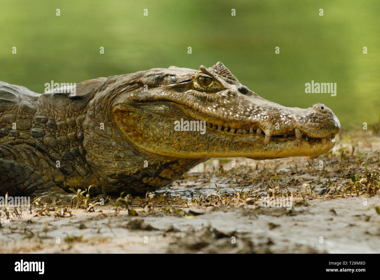 Babas (Caiman crocodilus) en Cano Negro, Parque Nacional Foto de stock