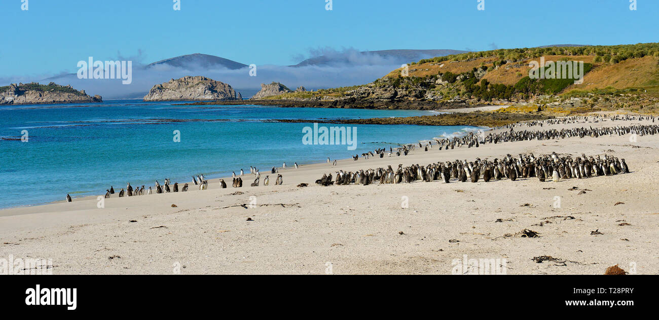 Pingüinos de Magallanes (Spheniscus magellanicus), colonia en la playa de la isla de despojos, Islas Malvinas, Reino Unido Foto de stock